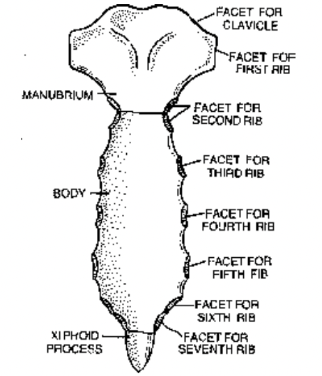 Skeletal System in Man